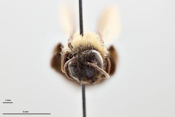Media type: image;   Entomology 771517 Aspect: head frontal view